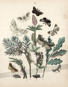 [rycina, 1882] [Motyle nocne z rodziny Garbatkowatych (Liparidea - Notodontidae)]
