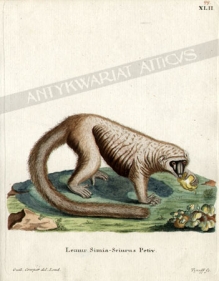 [rycina, ok. 1775] Lemur Simia - Sciurus Petiv. [Maki - Lemur szerokonosy]