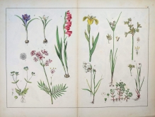 [rycina, 1864] Triandria monogynia  [m. in. Waleriana, roszpunka, szafran, kosaciec i inne rośliny)]