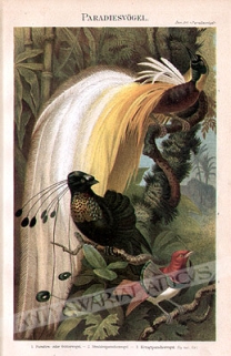 [rycina, 1909] Paradiesvogel [Rajskie ptaki]