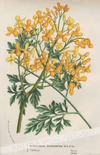 [rycina, ok.1880] Capnorchis  Chrysantha [rodzina makowate]