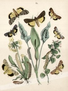 [rycina, 1882] [Yellow & tan butterflies on Willow, Rose & Hornbeam plants]