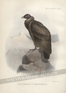 [rycina, 1883] Sarcorhamphus aequatorialis [Kondor]