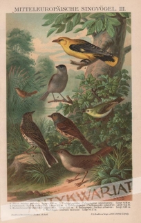 [rycina, 1893] Mitteleuropaische Singvogel III [ptaki śpiewające Europy środkowej III]