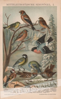 [rycina, 1893] Mitteleuropaische Singvogel I [ptaki śpiewające Europy środkowej I]