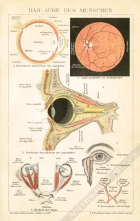 [rycina, 1894] Das Auge des Menschen [oko człowieka]