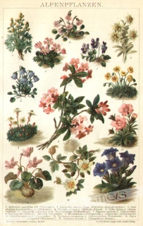 [rycina, 1901] Alpenpflanzen [kwiaty alpejskie]
