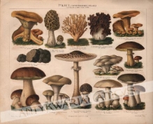 [rycina, 1896] Pilze I (Die Beschreibung der Arten siche unter den voranstehenden Namen) [grzyby]
