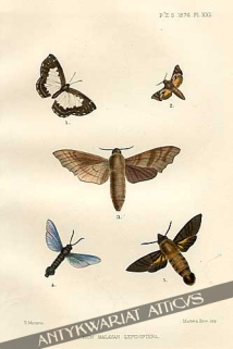 [rycina, 1876] New Malayan Lepidoptera [motyle i ćmy]