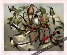 [rycina, 1895] Kolibris  [kolibry]