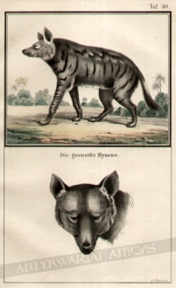 [rycina, 1857] Der gestreiste Hyaene 