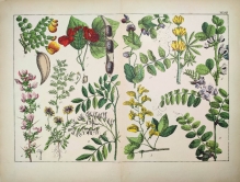 [rycina, 1864] Diadelphia Decandria [m. in. Wilżyna, Przelot, Fasola, Bób, Soczewica]
