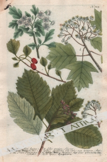 [rycina, 1737-1745] [Nieszpułka] a. Mespilus Alni lanato folio major...