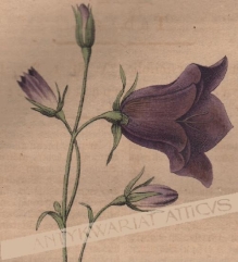 [rycina, 1821] Campanula persicifolia. Waldglocke [dzwonek brzoskwiniolistny, roślina ozdobna]