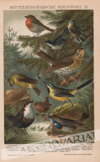 [rycina, 1893] Mitteleuropaische Singvogel II [[ptaki śpiewające Europy środkowej II]