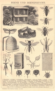 [rycina, 1898] Bienen und Bienenzucht [Pszczoły. Pszczelarstwo]