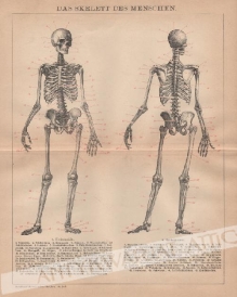 [rycina, 1898] Das Skelett des Menschen [szkielet człowieka]