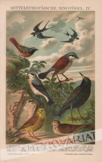 [rycina, 1893] Mitteleuropaische Singvogel IV [ptaki śpiewające Europy środkowej IV]