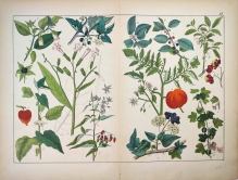 [rycina, 1864] Pentandria Monogynia   [m. in. tytoń, wilcza jagoda, pomidor, agrest]