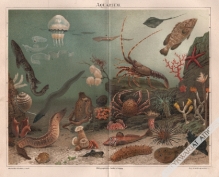 [rycina, 1893] Aquarium [fauna i flora morska]