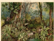 [rycina, 1893] Tropenwald  [las tropikalny]