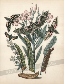 [rycina, 1882] [Hawk moths (Sphingidae) on Oleander flowers] [Zawisaki]