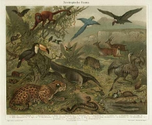 [rycina, 1897] Neotropische Fauna [fauna tropikalna]