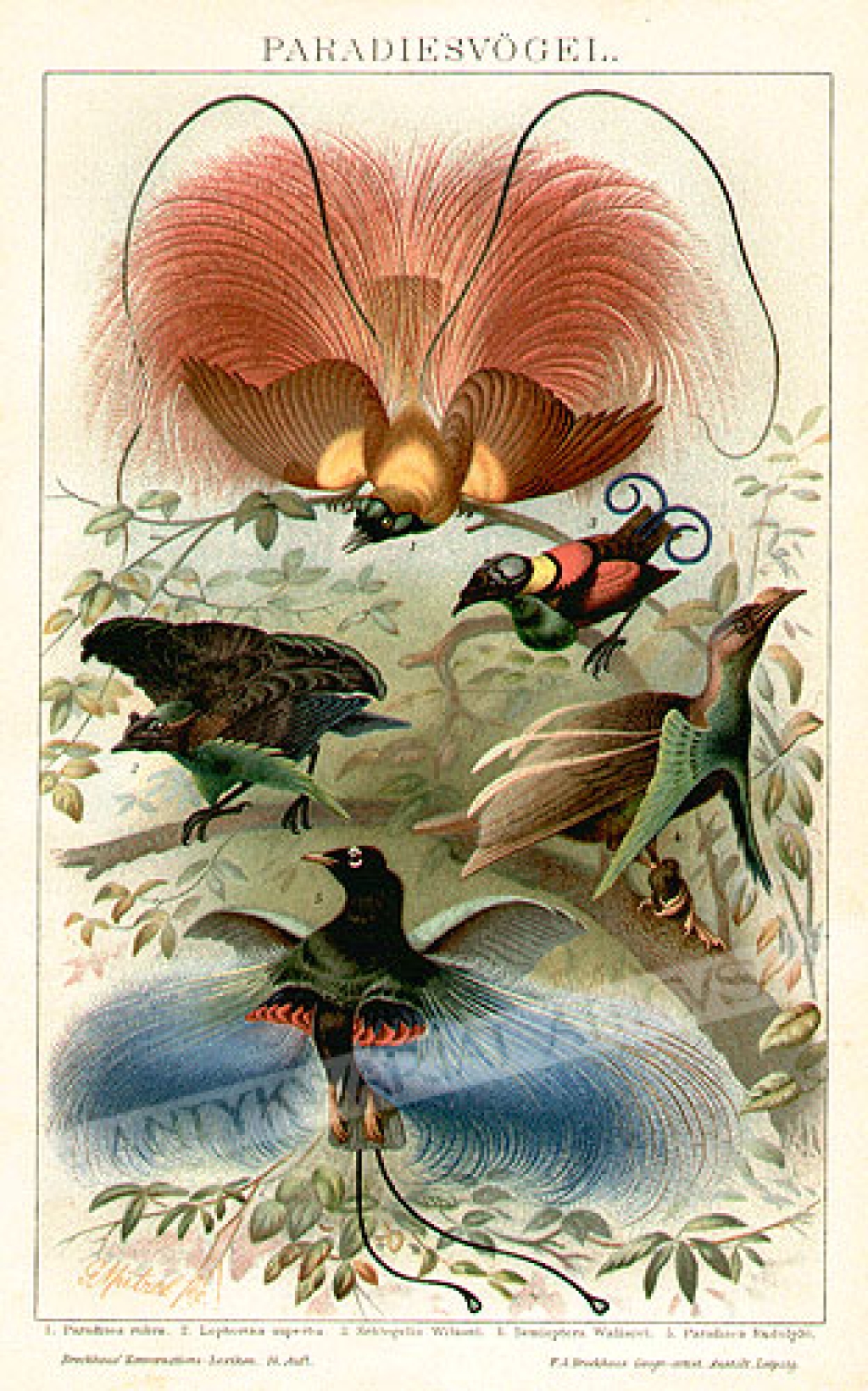 [rycina, 1895] Paradiesvogel [Rajskie ptaki]