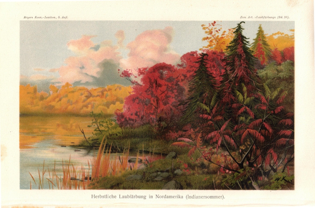 [rycina, 1900] Herbstliche Laubfarbung in Nordamerika (Indianersommer) [Babie lato w Ameryce Północnej]