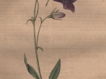 [rycina, 1821] Campanula persicifolia. Waldglocke [dzwonek brzoskwiniolistny, roślina ozdobna]